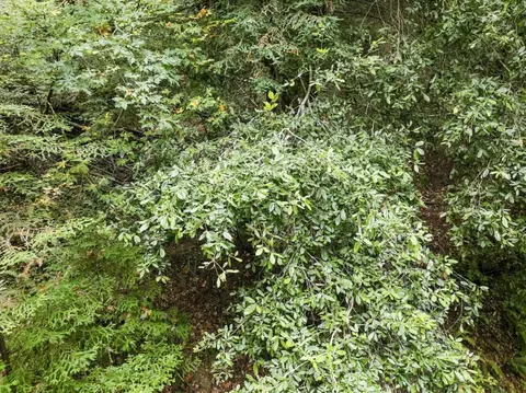 0 Pringle Ln, Soquel, CA 95073 photo 13