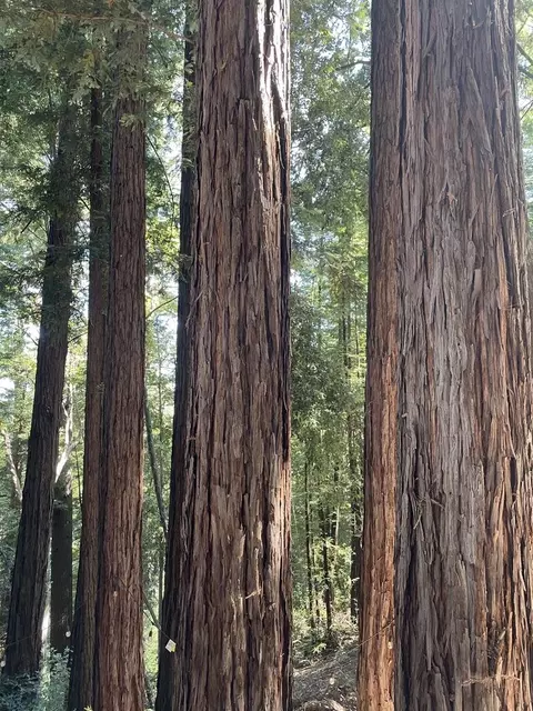 Undisclosed, Boulder Creek, CA 95006