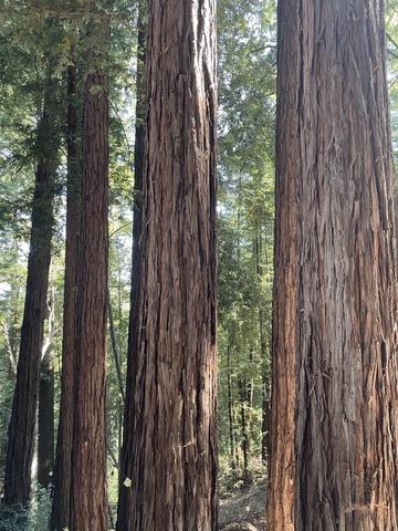 Undisclosed, Boulder Creek, CA 95006