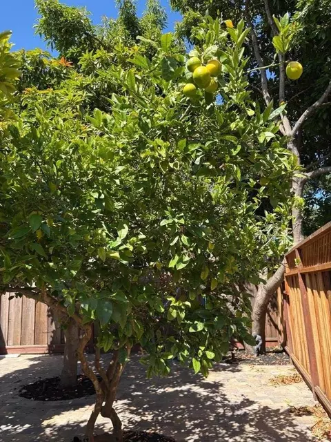 Exterior - 420 Pilgrim Dr, Capitola, CA 95010 photo 24 of 25