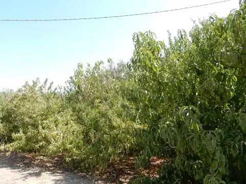 7861 Whitworth Rd, Gustine, CA 95322 photo 5