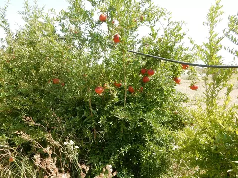 7861 Whitworth Rd, Gustine, CA 95322 photo 7