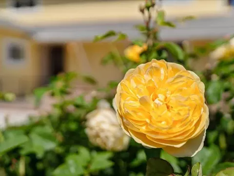 Exterior - 1371 Lassen Ave, Milpitas, CA 95035 photo 6 of 11