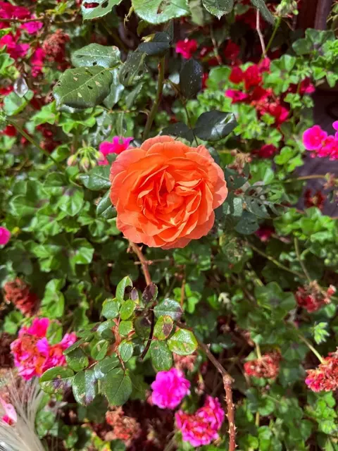Other - 1290 De Solo Dr, Pacifica, CA 94044 photo 1 of 8
