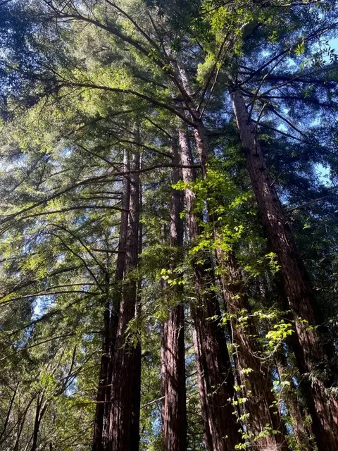 0 Sycamore Cyn Rd, Big Sur, CA 93920