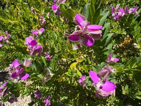 Other - 229 Spring Valley Ln, Milpitas, CA 95035 photo 9 of 20