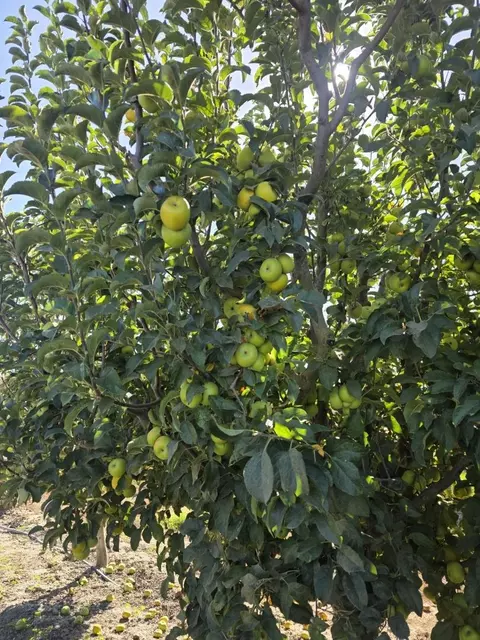 0 Olympia Ave, San Juan Bautista, CA 95045