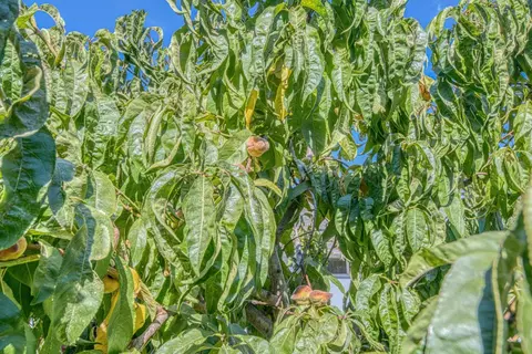 Other - 960 Alhambra St, Soledad, CA 93960 photo 6 of 7