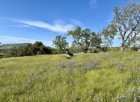 8 Touche Pass, Carmel, CA 93923 photo 15