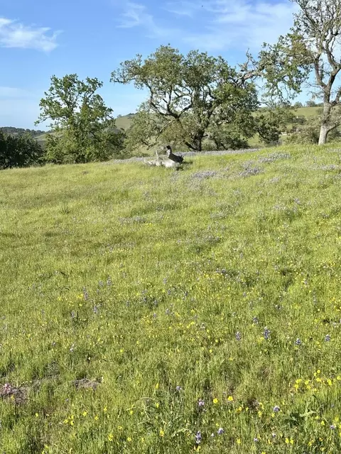 8 Touche Pass, Carmel, CA 93923 photo 22