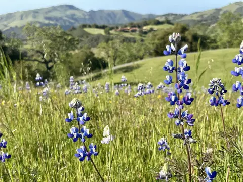 8 Touche Pass, Carmel, CA 93923 photo 24