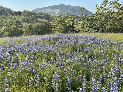 8 Touche Pass, Carmel, CA 93923 photo 5