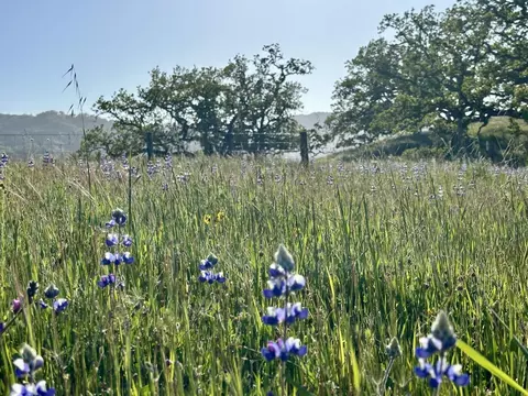 8 Touche Pass, Carmel, CA 93923 photo 26