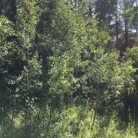 165 N Fork Spur Meredith Co 81642, Meredith, CO 81642 photo 5
