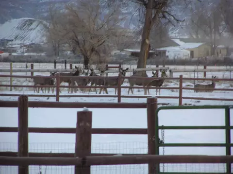 1774 Dell Ct, Fruita, CO 81521 photo 37