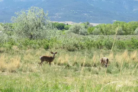 1300 SW 9th St, Cedaredge, CO 81413 photo 7