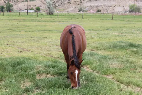 2012 45 12 Rd, De Beque, CO 81630 photo 29