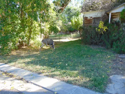 306 Putney Ave, Collbran, CO 81624 photo 4
