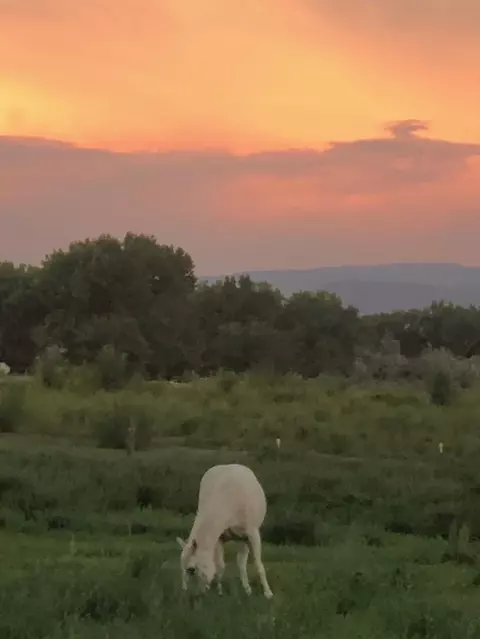 12480 Running Deer Rd, Eckert, CO 81418 photo 20