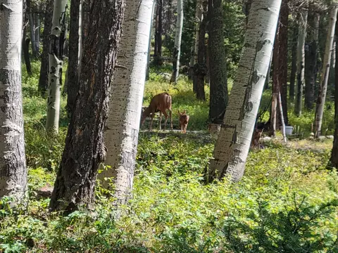 352 Rim Rd, Cimarron, CO 81220 photo 19