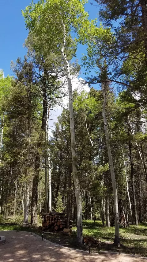 352 Rim Rd, Cimarron, CO 81220 photo 20