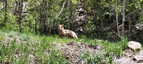 352 Rim Rd, Cimarron, CO 81220 photo 14