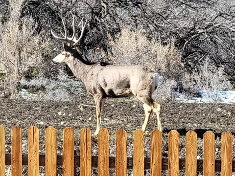 Other - 835 Cresthaven Dr, Fruita, CO 81521 photo 11 of 12
