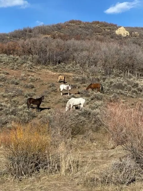 69855 E Highway 330, Collbran, CO 81624 photo 38