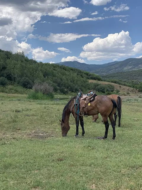 69855 E Highway 330, Collbran, CO 81624 photo 13