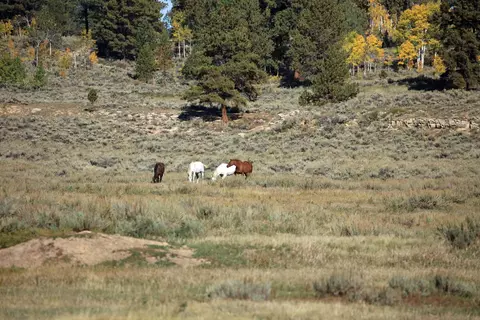 tbd Divide Rd #LOUIE PASTURE, Whitewater, CO 81527