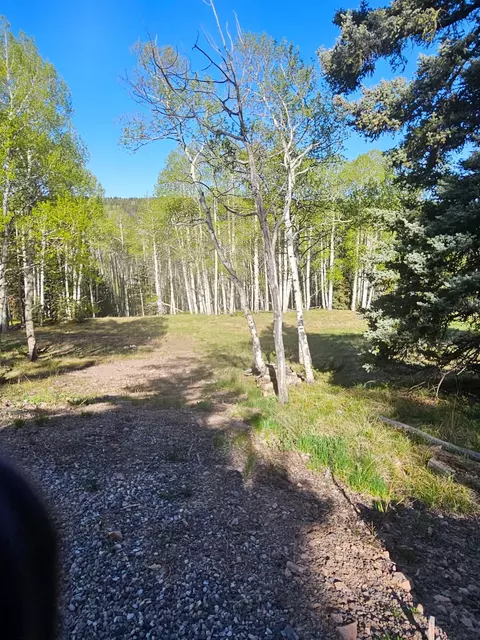 1255 Spruce Rd, Cimarron, CO 81220 photo 11