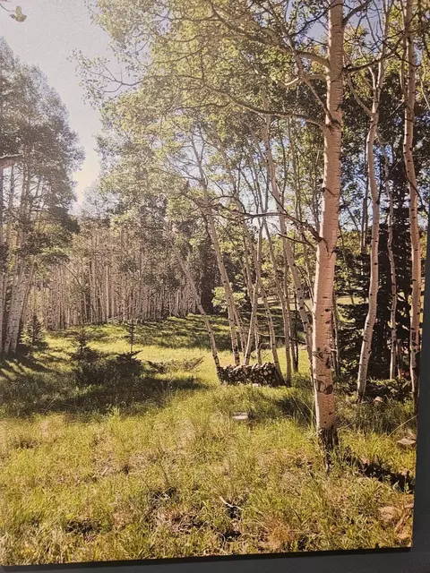 1255 Spruce Rd, Cimarron, CO 81220 photo 4