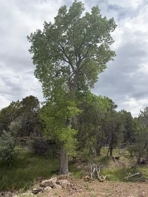 tbd Cactus Park Rd, Cedaredge, CO 81413 photo 4