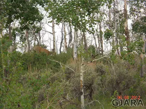 17123 Js Rd, Glade Park, CO 81523 photo 7