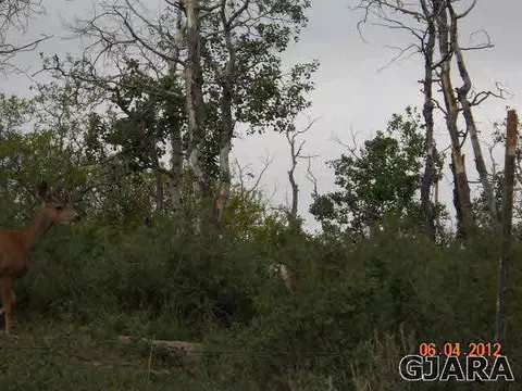 17123 Js Rd, Glade Park, CO 81523 photo 8