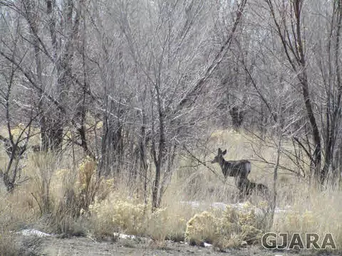 944 T Rd, Mack, CO 81525 photo 8