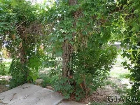 324 N Maple St, Fruita, CO 81521 photo 25