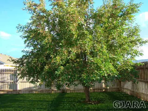 941 Elberta Dr, Fruita, CO 80521 photo 18