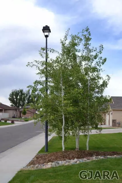 1060 Echo Canyon St, Fruita, CO 81521 photo 37