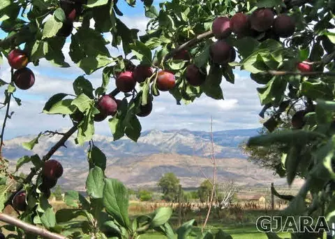 9757 48 Rd, Mesa, CO 81643 photo 18