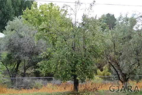 208 W Roberson Dr, Fruita, CO 81521 photo 16