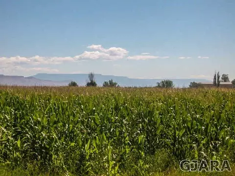 1450 20 Rd, Fruita, CO 81521 photo 3
