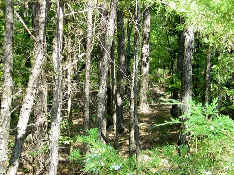 901 Sycamore Loop, Broken Bow, OK 74728 photo 80