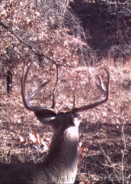 Mountain View, Davis, OK 73030 photo 17