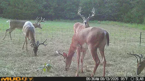 0002 Slab Rd, Wapanucka, OK 73461