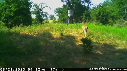 Ti Valley Pass, Blanco, OK 74528 photo 5