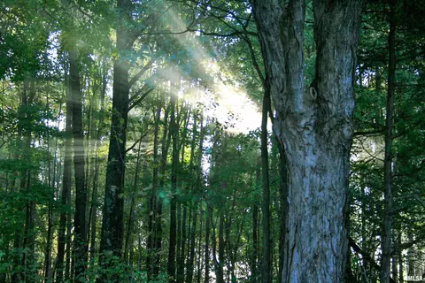 001 Shiloh Rd, Cobden, IL 62920