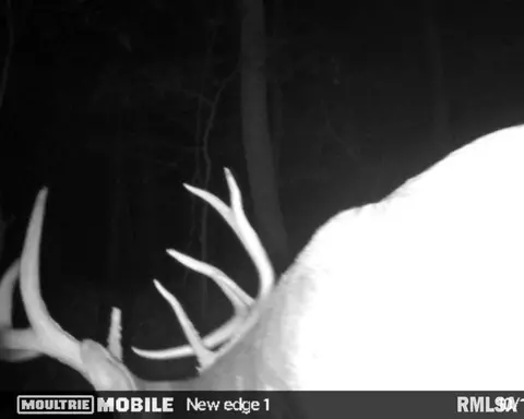 Other - 28 E Hamletsburg Rd, Brookport, IL 62910 photo 32 of 37