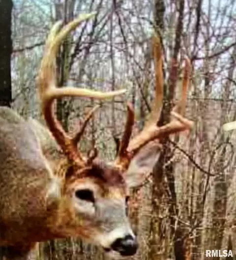 Other - 28 E Hamletsburg Rd, Brookport, IL 62910 photo 22 of 37