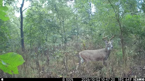 1252 Il-15, Fairfield, IL 62837